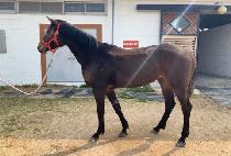 �۽�Ʈ���̽� (FIRST CHOICE) ����