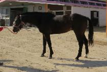 ����õ�� (HI CHEONDUNG) ����