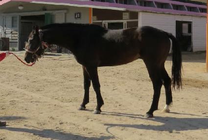 ����õ�� ����