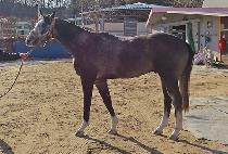 �峪���� (JANGNADEURI) ����