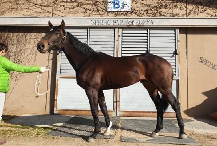 ���Ľ�Ÿ ����