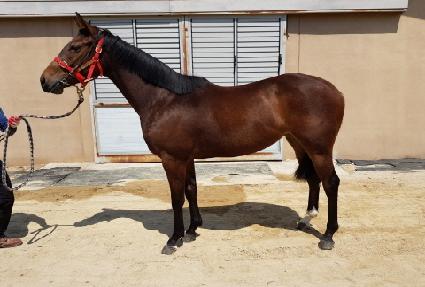 ���𽺹� ����