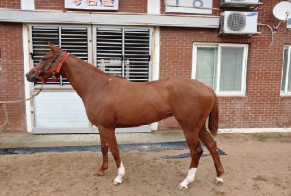 ��Ʈ���Ǵн� ����