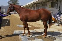 �������� (SPRING COME) ����