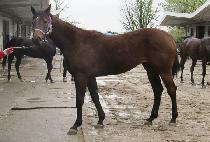 ���̳ΰ��� (FINAL GANGJA) ����