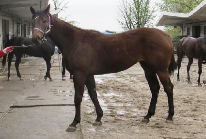 ���̳ΰ��� ����