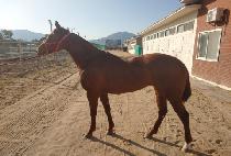 �ö����̱۽� (FLYING EAGLES) ����