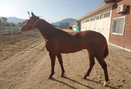 �ö����̱۽� ����