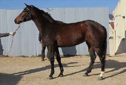 ����ƼŲ ����