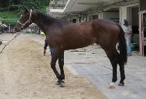 �׹���ũ��� (NEVER WALK ALONE) ����