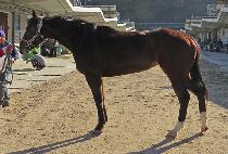 ���꽺 (ADVANCE) ����