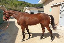 ���Ͻ��� (MACH STORM) ����