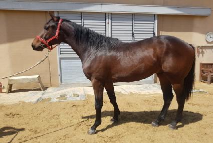 ����ŷ ����