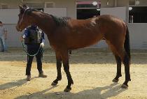 �ƶ󸮿� (ARARIYO) ����