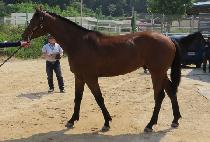 ���������� (NEW MOON WARRIOR) ����