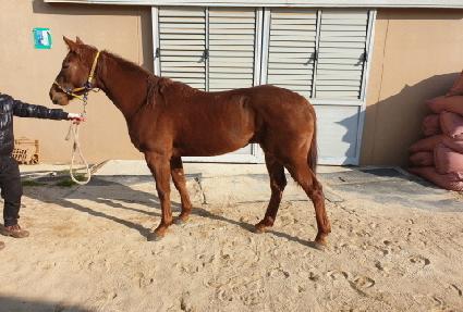 ������Ʈ ����