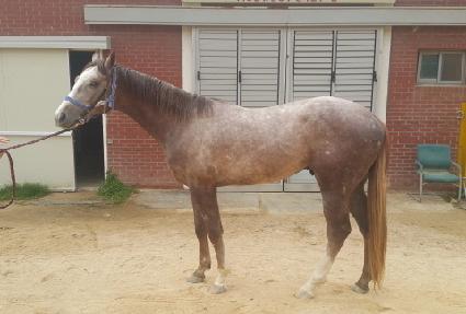 �����ǽ�ŸƮ ����