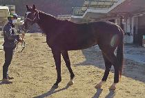 �޴Ͻ��� (MENI STORM) ����