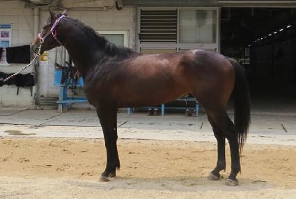 ���ʱ۷θ� ����