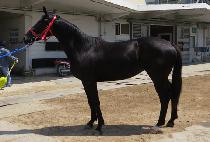 ��ֶ� (SAMAERAK) ����