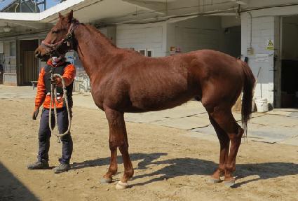 ���帲 ����