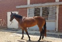 �Ϲٳ����� (HAVANA V) ����