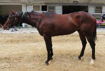 Ŭ������μ� (CLEAR BLOSSOM) ����