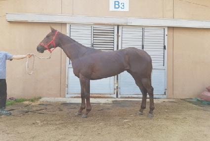 ������� ����