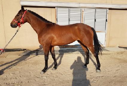 ���ǵ��� ����