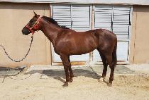 TOUCH STAR MAN picture