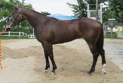 ���ս�Ÿ ����