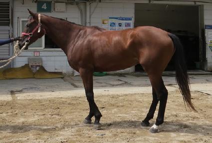 ����ȣ ����