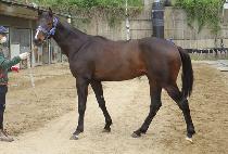 ���ž�� (RAON TAP MAN) ����