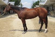 ���� (GO UP) ����