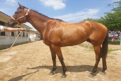 �ҷ���Į�� ����