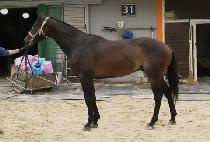 ��Ű���� (LUCKY GUARD) ����