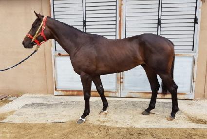 ��������Ƽ ����