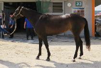 ��ȭó�� (GANGHWA CHEONYEO) ����