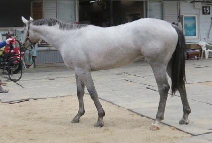 ����ѽ�ħ ����