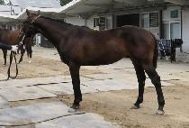 ��¶���Ʈ�� (RAON LIGHT MAN) ����