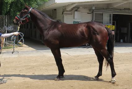 ���Ǿ���ũ ����