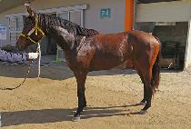 �йи���Ÿ (FAMILY STAR) ����