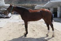 BOMNALUI GIEOK picture