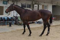 �׸���Ʈ (GREEN BOLT) ����