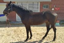 �����Ƿ��� (YEONGGWANGUIRUNNER) ����