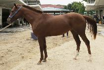 ȭ���� (HWA SSI BYEOK) ����