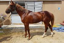 ������� (M.B. VISION) ����