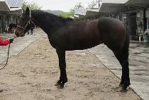 ��ŸƮ���� (START MAGIC) ����