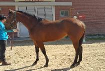 ��÷��� (DIXIELAND) ����