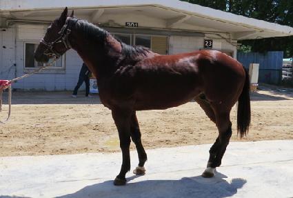 ����÷��� ����